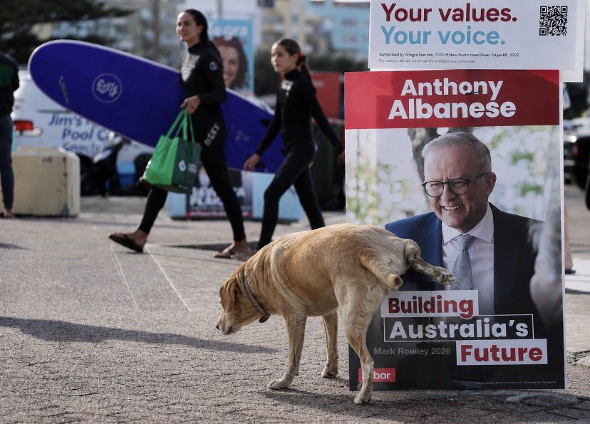 JuveFazz's tweet photo. @ALeighMP Dogs are smarter than some people. https://t.co/n4RZ18hvZa