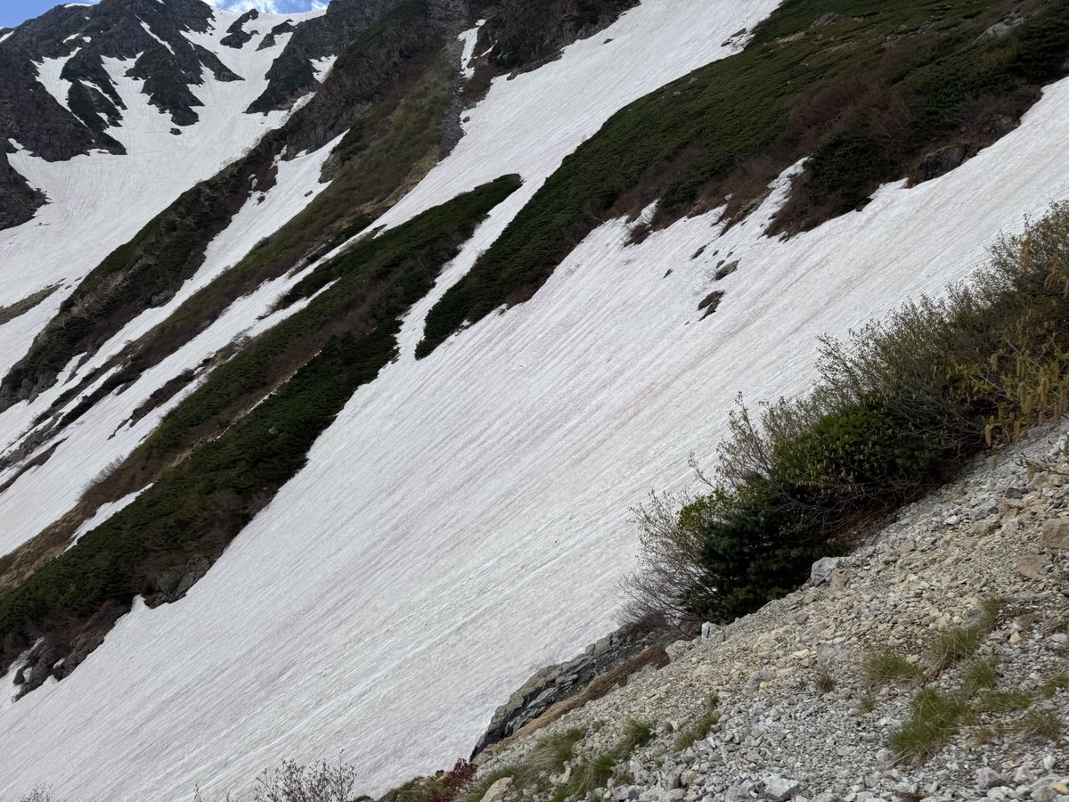 yarigatake3180m's tweet photo. 立山ほどではないかもしれませんが、今年は槍沢も雪が赤く染まっています。 https://t.co/ugESSzBrWV