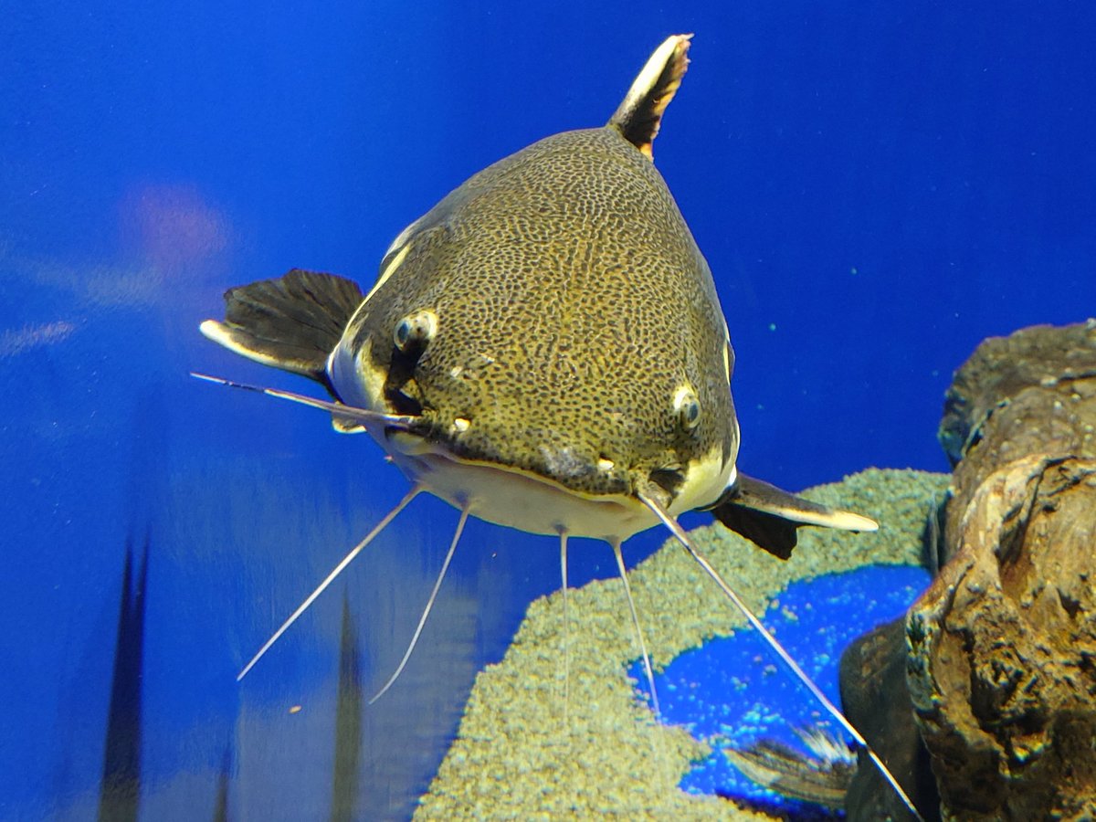 ryl_kk's tweet photo. 水族館と〜きつね牧場！ https://t.co/TL7a5fjxjz
