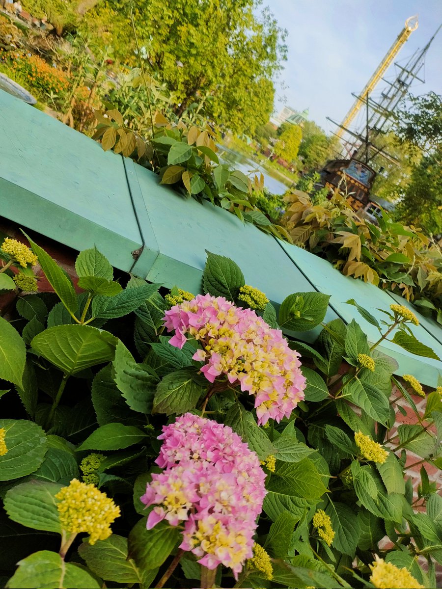 mizohata_I's tweet photo. @atsupeko_ 紫陽花を見かけると
あつこを思い出します。
コペンハーゲンで咲いていました。 https://t.co/7Ex3Fz9xYd