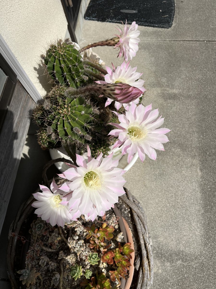 haramiyoko's tweet photo. ２回目のサボテン🌵の花が咲き始めました。何個咲くのでしょう。 https://t.co/kRMASD8VAX