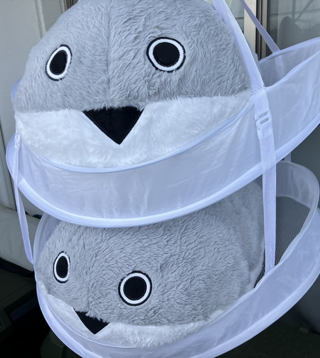sa1535's tweet photo. 洗った。（約70㎝のピス×2） https://t.co/UgIJodMXHg
