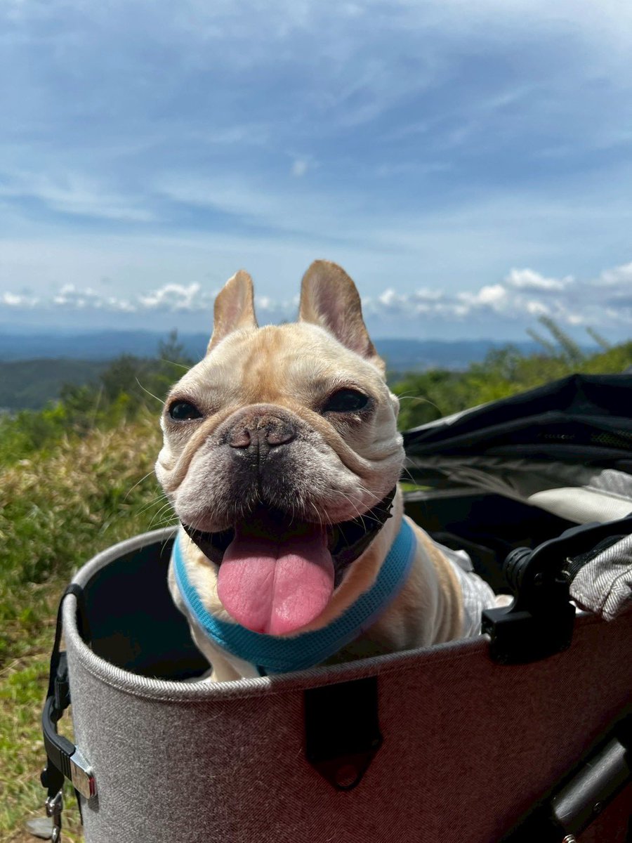smilingnd's tweet photo. 我が家の家族を紹介します🐾
フレンチブルドッグです。
毎日いろんな表情で癒してくれる大切な家族です😊
Keep Smiling !
#iPhoneで撮影 #フレンチブルドッグ #犬のいる暮らし #愛犬 #FrenchBulldog #SmilingND https://t.co/XrETwMvPia