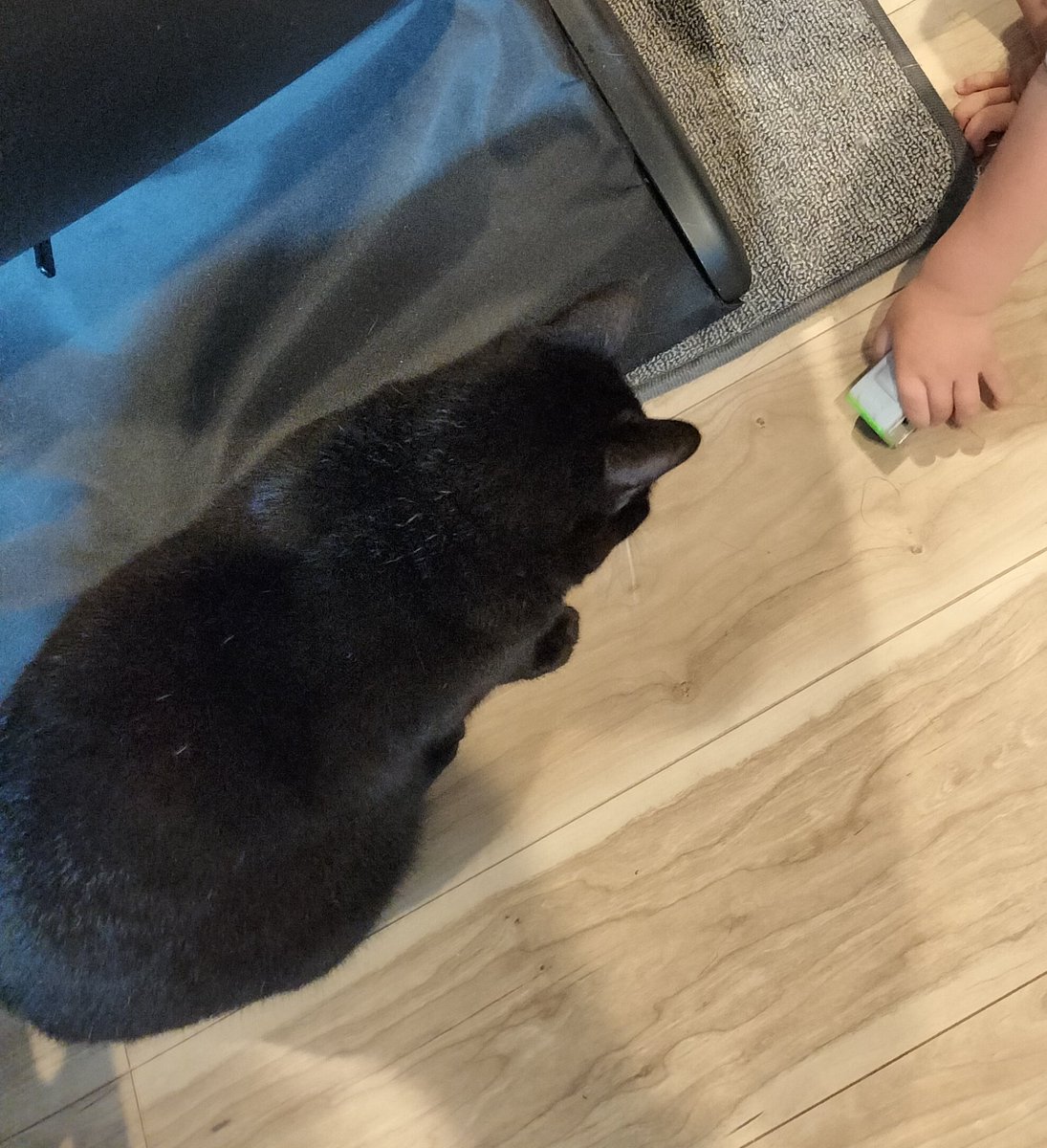 tora_mane's tweet photo. 最近のジジさんは、子供の持ってるおもちゃをひたすらに見つめてる。

たまにお手々でちょいちょい
一緒に遊んでくれてて、
本当にお姉ちゃんやってる。天才 https://t.co/X97NG9AGy7