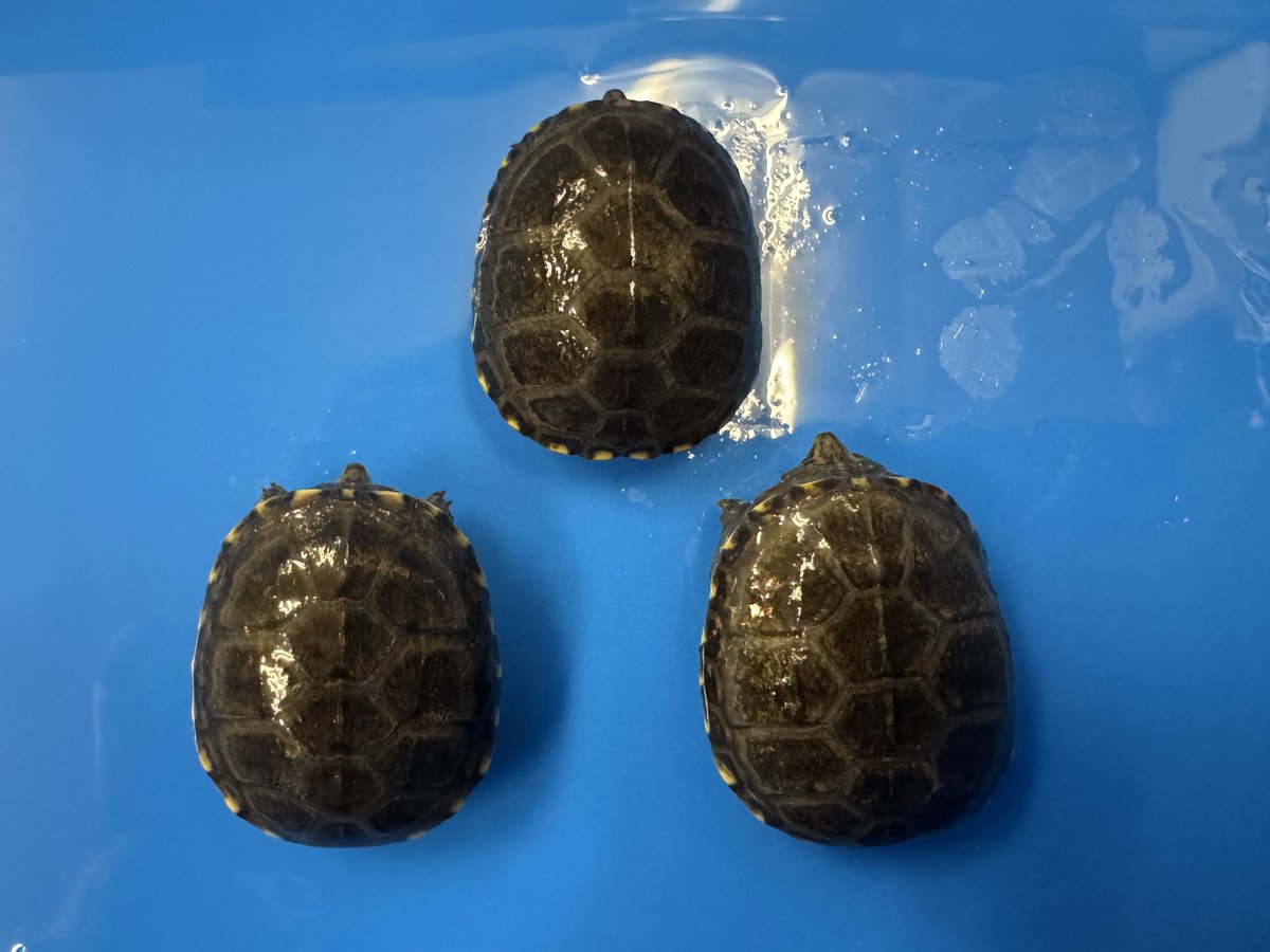 WING_21's tweet photo. ペンシルバニアドロガメ

2026CB.ベビー
甲長約2.5cm

1匹25000円

カメプロス食べてます
育ったら値上げします
今やレアになりました
画像4枚目は昨年のCB.個体
すでに販売済みですが

発送は動物取扱業をお持ちの方で群馬から翌日午前中に届く範囲なら可能です
中継はやっていません🙇 https://t.co/SjOIwW324g