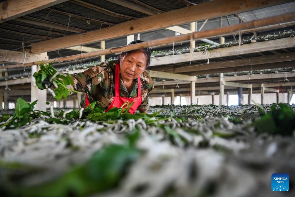 PuebloEnLnea's tweet photo. Con la llegada de la temporada de cosecha de capullos de gusanos de #seda en primavera, los criadores de gusanos de seda de Qianjiang en #Chingqing aprovechan el momento para cosechar los capullos y entregarlos a las empresas productoras de seda. #CosechaYProsperidad https://t.co/EcC1R6cqtp