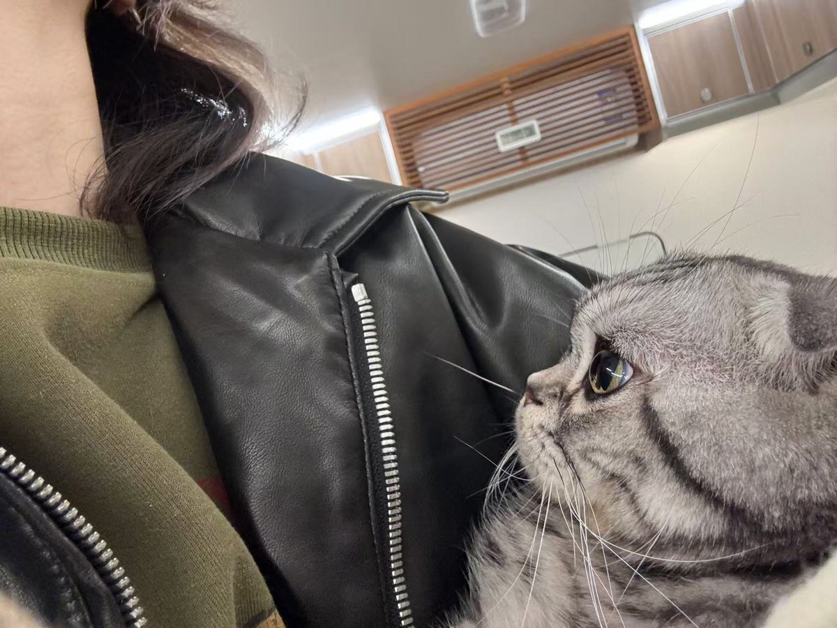 BAS221174's tweet photo. The fluffy tabby kitten who stole my heart at 8 weeks is now zooming around like a tiny tornado at 6 months—growth hits different when it’s this cute! https://t.co/rjaRagw6SA