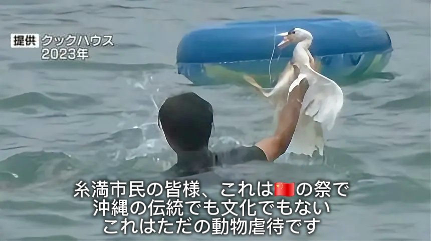 sonnyaonwanko's tweet photo. 「アヒル取り競争」について
動物愛護の観点から市に見直しを
求める意見を送りました

海の安全を願う伝統文化は大切ですが　生きたアヒルの羽を切り
海に投じる内容は
現代の動物福祉に合いません

レプリカ等の代替えによる
時代に即した行事への変化を！
 #糸満ハーレー https://t.co/565PdX6gjQ