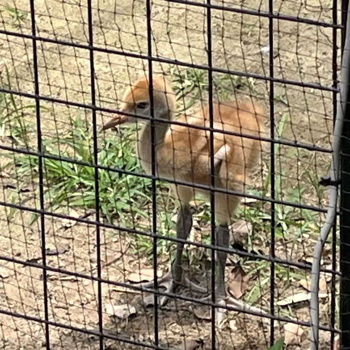 isayamadaisuke's tweet photo. 国の天然記念物でもあるタンチョウのヒナが、 ６月６日と８日に１羽ずつふ化しました。王子動物園では約30年ぶりに誕生したとのことです。成長がかなり早いらしいので、早速会いに行きました！

#神戸市
#神戸市灘区
#王子動物園
#タンチョウ https://t.co/9or3FEqe3q