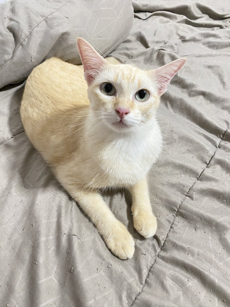 catperson020723's tweet photo. 🐱น้องสาโทอยากมีบ้าน🏡

เพศเมีย ทำหมันแล้วอายุ 2 ปี

นิสัย :  พูดเก่ง ขี้อ้อนมากๆ น้องชอบดูแลเพื่อนแมวตัวอื่นดี ชอบแต่งตัวให้เพื่อน

ส่ง : กทม. ชลบุรี ระยอง ส่งถึงบ้านใหม่เท่านั้น

***รับเลี้ยงฟ_รี แต่ขออนุญาตคัดบ้านนะคะ***

📌ติดต่อเพจ แมวหาบ้าน ขี้ข้าหานา🏡

#แมวจร #adoption https://t.co/rvBTerxgbU