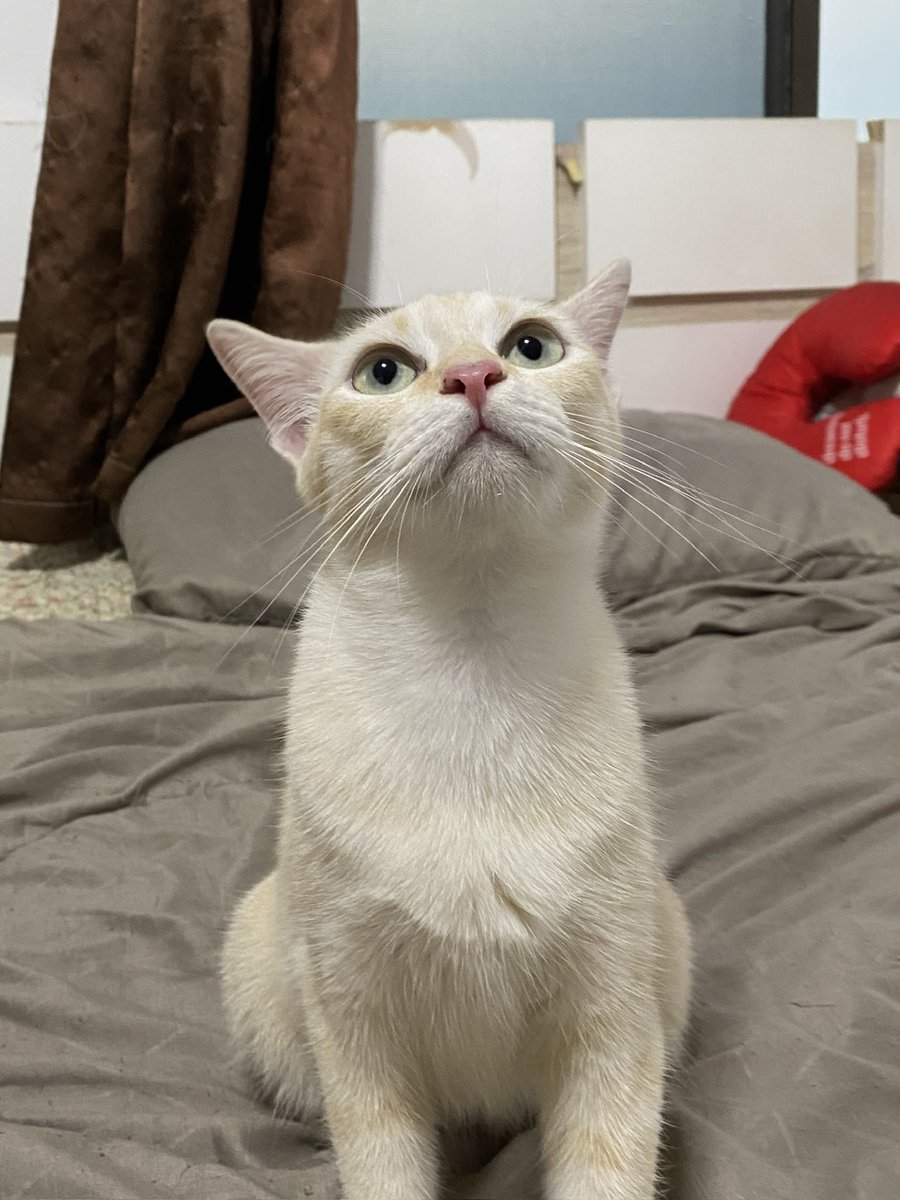 catperson020723's tweet photo. 🐱น้องสาโทอยากมีบ้าน🏡

เพศเมีย ทำหมันแล้วอายุ 2 ปี

นิสัย :  พูดเก่ง ขี้อ้อนมากๆ น้องชอบดูแลเพื่อนแมวตัวอื่นดี ชอบแต่งตัวให้เพื่อน

ส่ง : กทม. ชลบุรี ระยอง ส่งถึงบ้านใหม่เท่านั้น

***รับเลี้ยงฟ_รี แต่ขออนุญาตคัดบ้านนะคะ***

📌ติดต่อเพจ แมวหาบ้าน ขี้ข้าหานา🏡

#แมวจร #adoption https://t.co/rvBTerxgbU