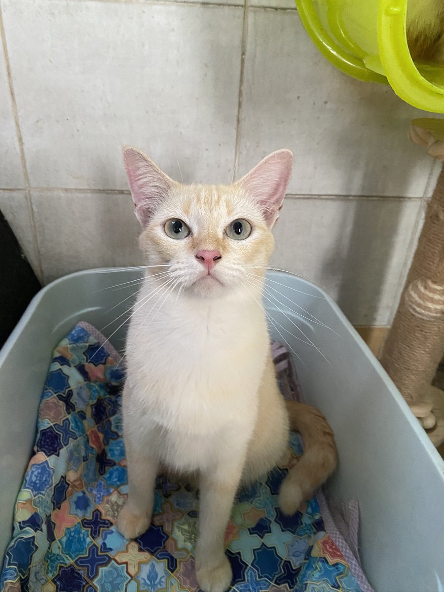catperson020723's tweet photo. 🐱น้องสาโทอยากมีบ้าน🏡

เพศเมีย ทำหมันแล้วอายุ 2 ปี

นิสัย :  พูดเก่ง ขี้อ้อนมากๆ น้องชอบดูแลเพื่อนแมวตัวอื่นดี ชอบแต่งตัวให้เพื่อน

ส่ง : กทม. ชลบุรี ระยอง ส่งถึงบ้านใหม่เท่านั้น

***รับเลี้ยงฟ_รี แต่ขออนุญาตคัดบ้านนะคะ***

📌ติดต่อเพจ แมวหาบ้าน ขี้ข้าหานา🏡

#แมวจร #adoption https://t.co/rvBTerxgbU