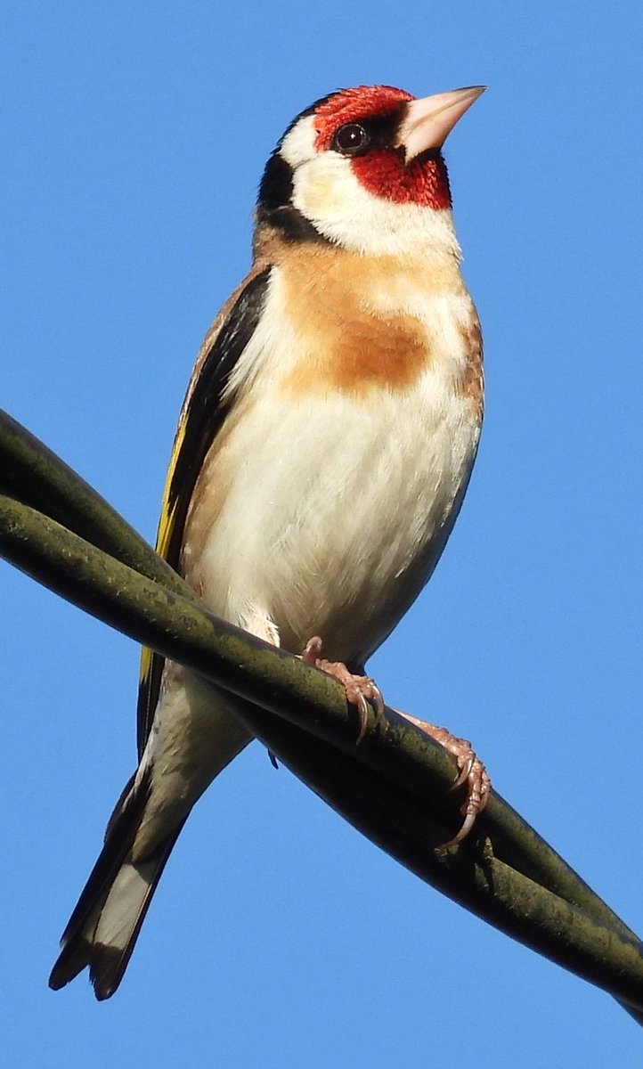 Pajarines1's tweet photo. Macho de JILGUERO EUROPEO /Carduelis carduelis/
Según la tradición popular cristiana, la mancha roja de la cara (conocida también como madroño) proviene de la sangre de Cristo cuando el jilguero intentaba quitarle las espinas de la corona cuando estaba en la cruz. https://t.co/rtp0WApAIf