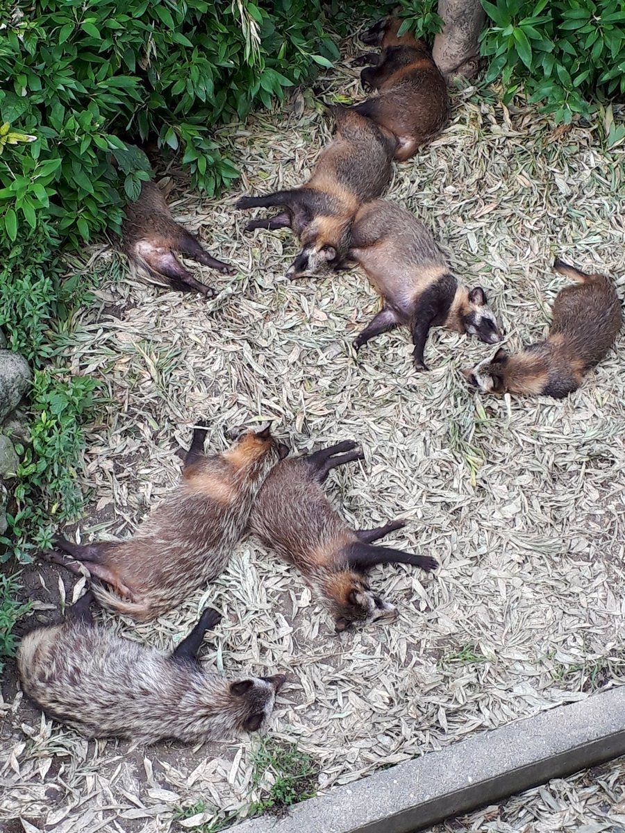 higashiyama5555's tweet photo. #全日本きもちよさそうに眠るたぬき選手権

東山動植物園　ホンドタヌキ https://t.co/mKxvFtZeAP