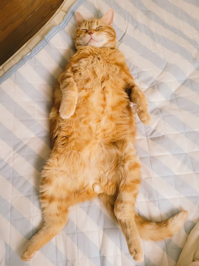 free_1091's tweet photo. 暑くなると毎年このスタイル
#釣り垢猫部 #猫好きさんと繋がりたい https://t.co/hS7MsnP3FS