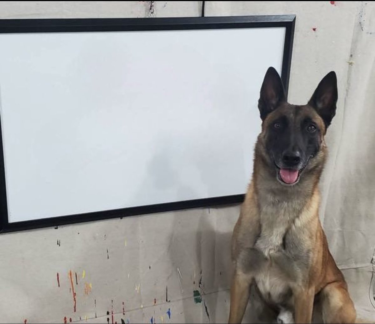 MonkeyMoonDog's tweet photo. Just think of the possibilities of what $Monkey can do with a blank canvas and a paintbrush 👀 https://t.co/sGFpB2Wxrt
