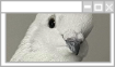 ✦ TOMB tweet media