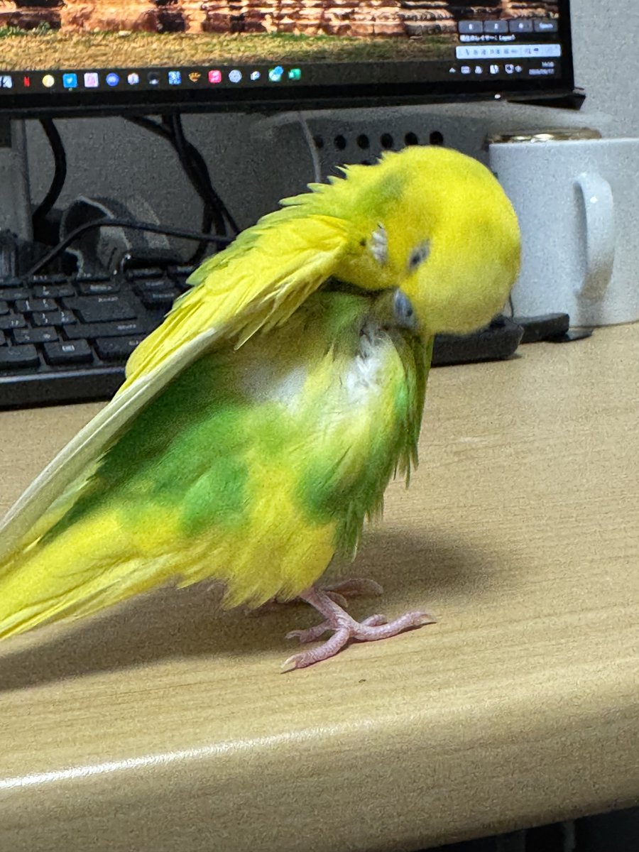 nhmyz's tweet photo. ﾁﾗ見せ👁️👁️ https://t.co/2GWZ76JaHX