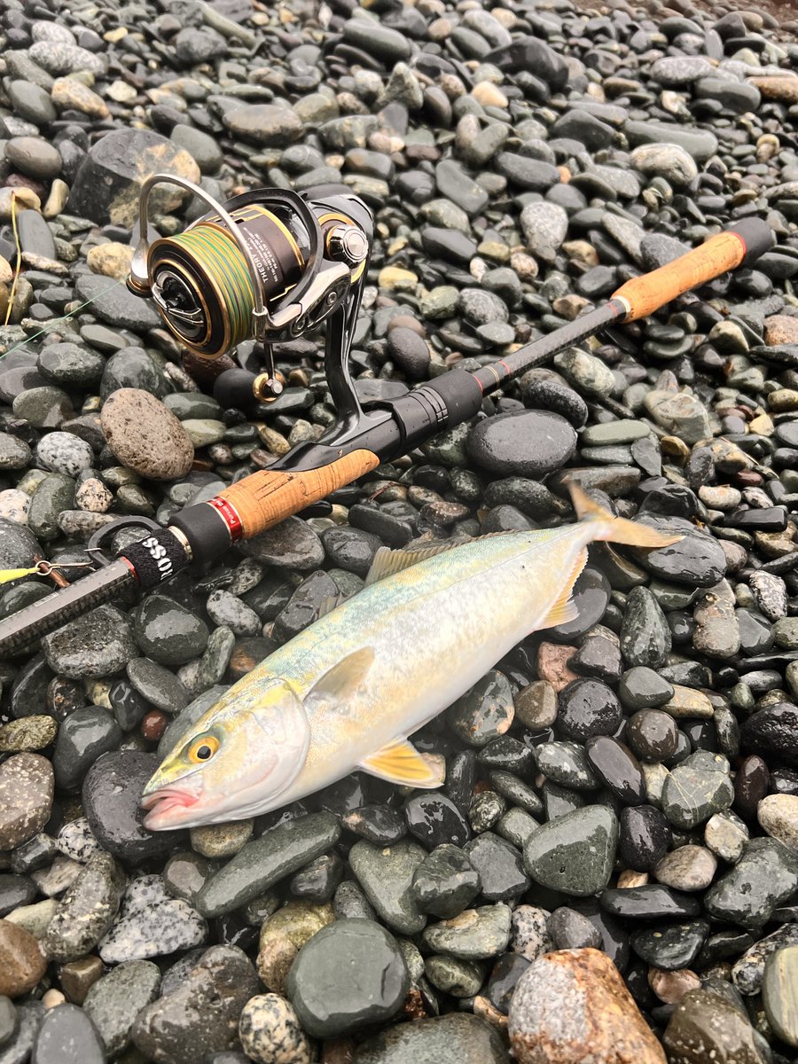 RoRoSion's tweet photo. 風と雨の恩恵がタイミングよく

地合いに重なる🐟🐟🤗🤗

さてさて、刺身刺身😋

#雨降り
#ワカシ
#西湘サーフ https://t.co/CQOjtIEMa2