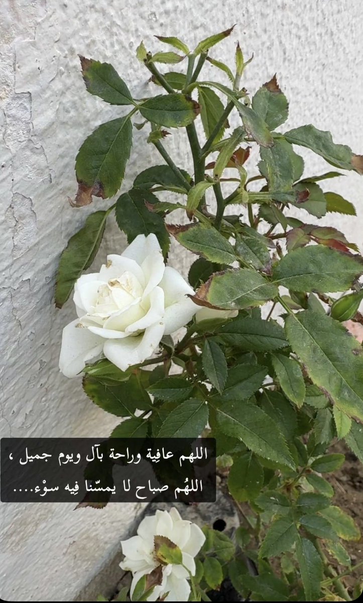 Ash0553h's tweet photo. صباح الخير 🤍 https://t.co/XWOmk1d7rS