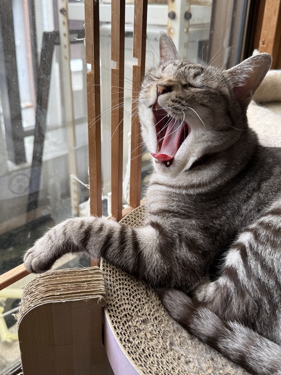 Sorakun2021's tweet photo. ねむいにゃー🐱
#ねこ
#猫のいる暮らし https://t.co/RwSfcZBhHI