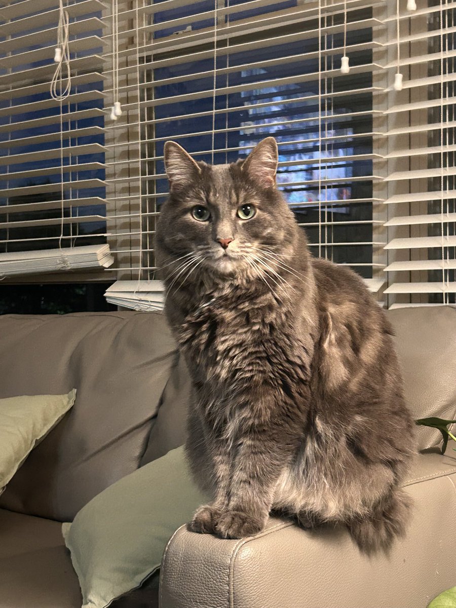 arty_pickleball's tweet photo. @MitchJonez Cat https://t.co/U9Uj38l5Ww