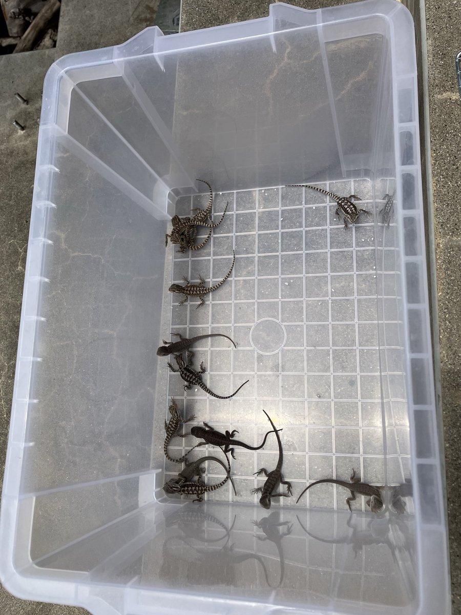i63_rh's tweet photo. 日光浴楽しいね🦎

 #フトアゴヒゲトカゲ https://t.co/7BoLFa8HqO