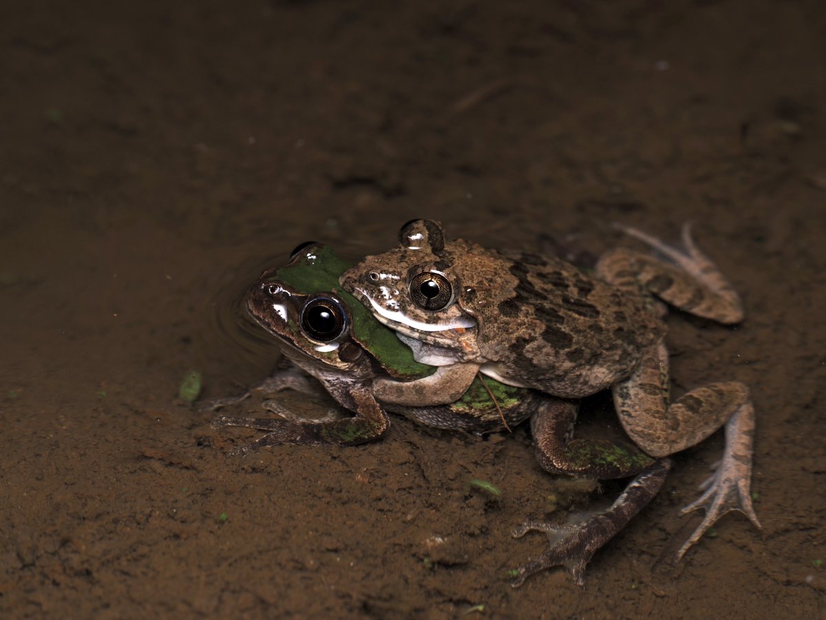 field_crawler's tweet photo. アマガエル×ヌマガエル https://t.co/zmtdRp9HT9