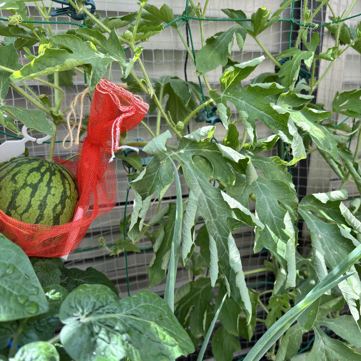 kenkenlime's tweet photo. 甘小丸スイカがおかしな様子。
昨日もお水あげてるのに…

根っこがカジられてるか、赤土分量が多すぎて土が詰まりすぎてて息ができてないかでは？と🧐

移植ゴテで土をほじってみたけれど根切虫やウリハムシ系は見つけられず、根も白かったのでフルボ酸水溶液で灌水とリキダスを葉面散布して様子見😵‍💫 https://t.co/X2OjMo3Llz