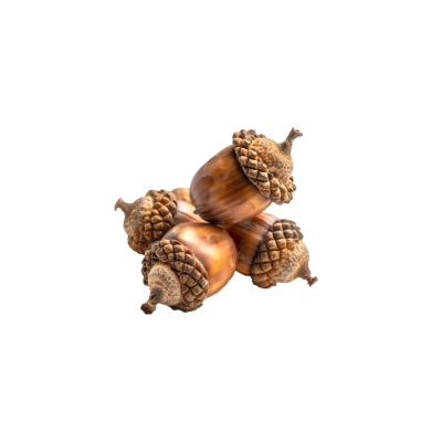 Acorn . tweet media