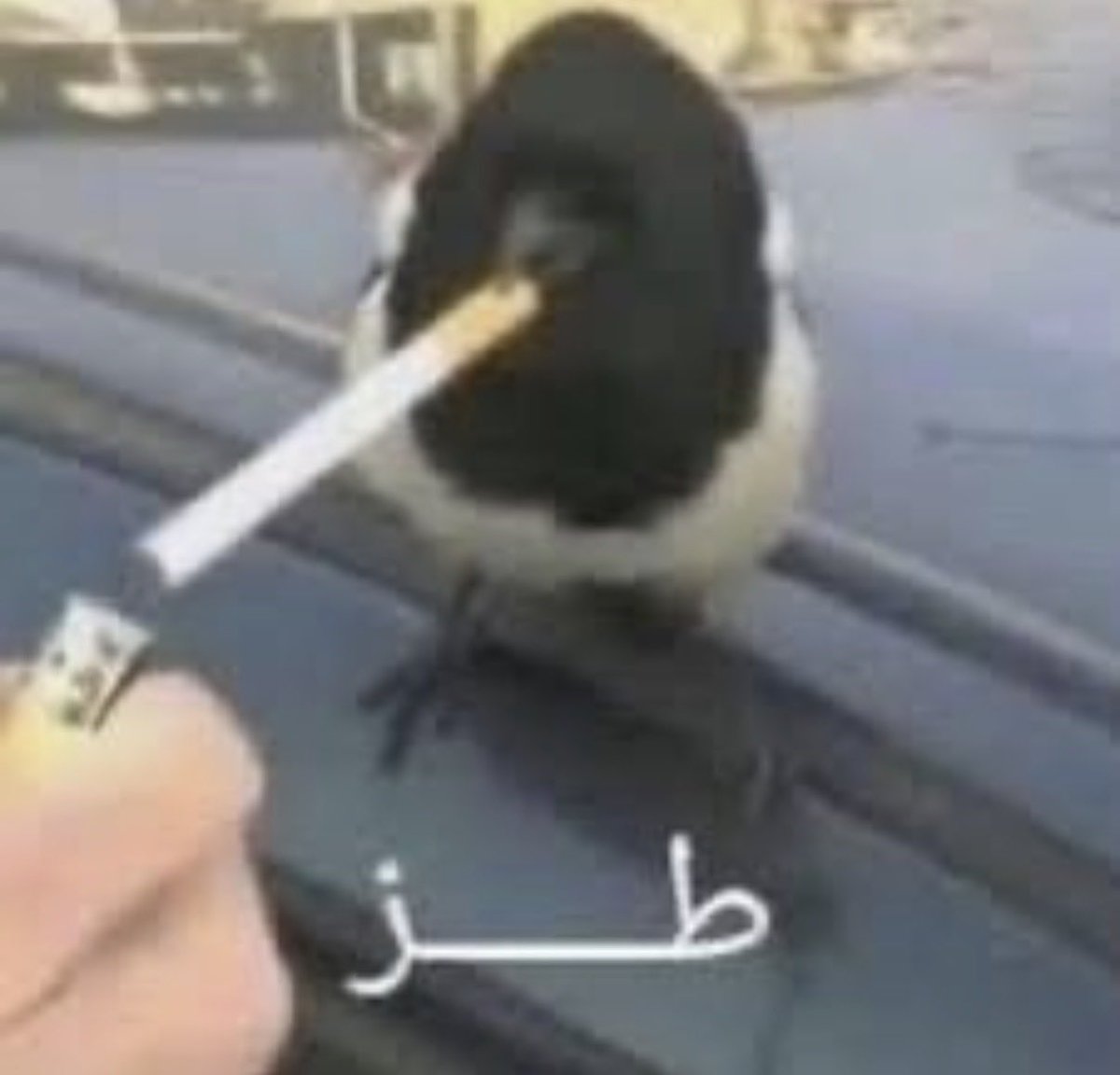 دُرِّيّ tweet media