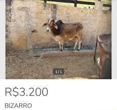 httpjzz's tweet photo. @pardinhabrasil essaa imagem me faz rir sempre que lembro https://t.co/N1VH5BoSBR