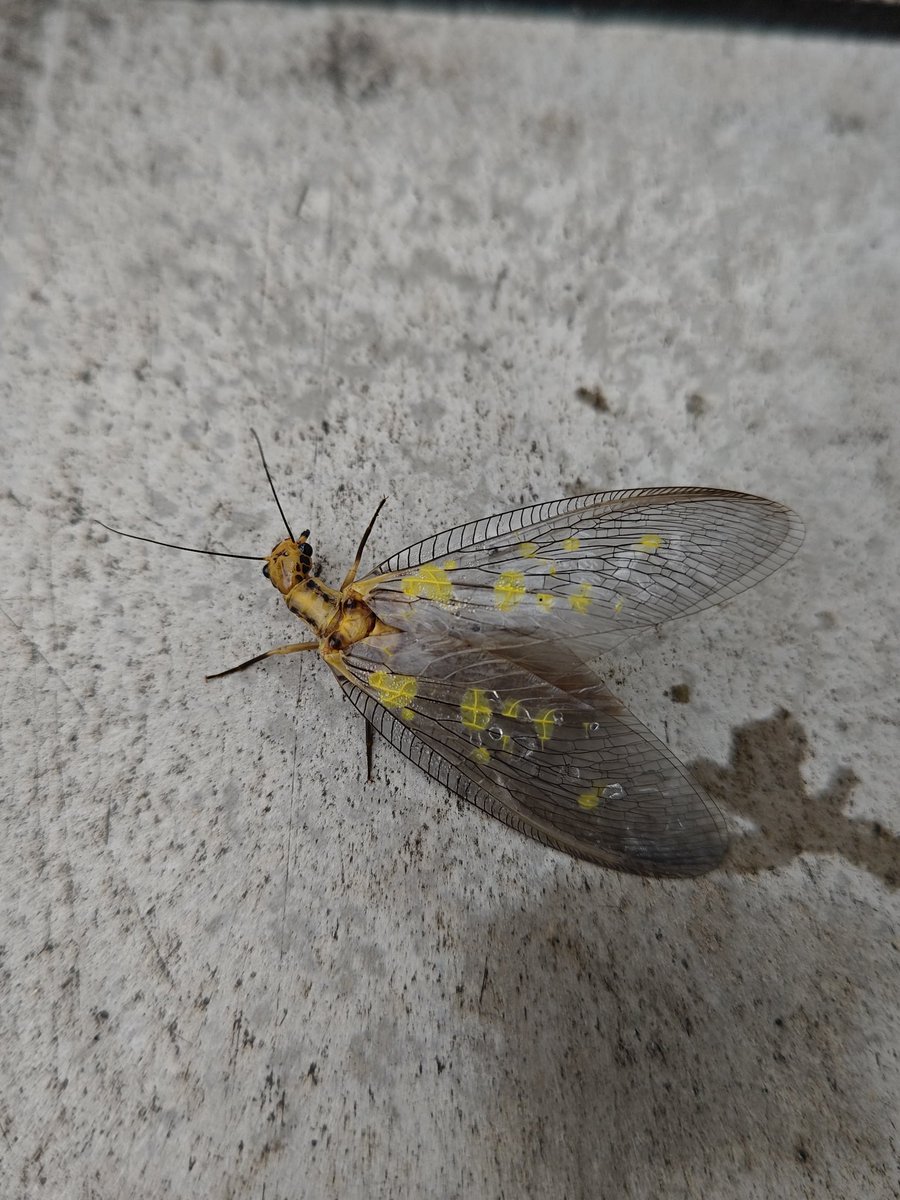 daenjoy1's tweet photo. すごい色でデカい羽根の見たことない虫いて、気になって調べたらヘビトンボって言うらしい。

Googleレンズって便利すぎるな https://t.co/EJN9haCXGi