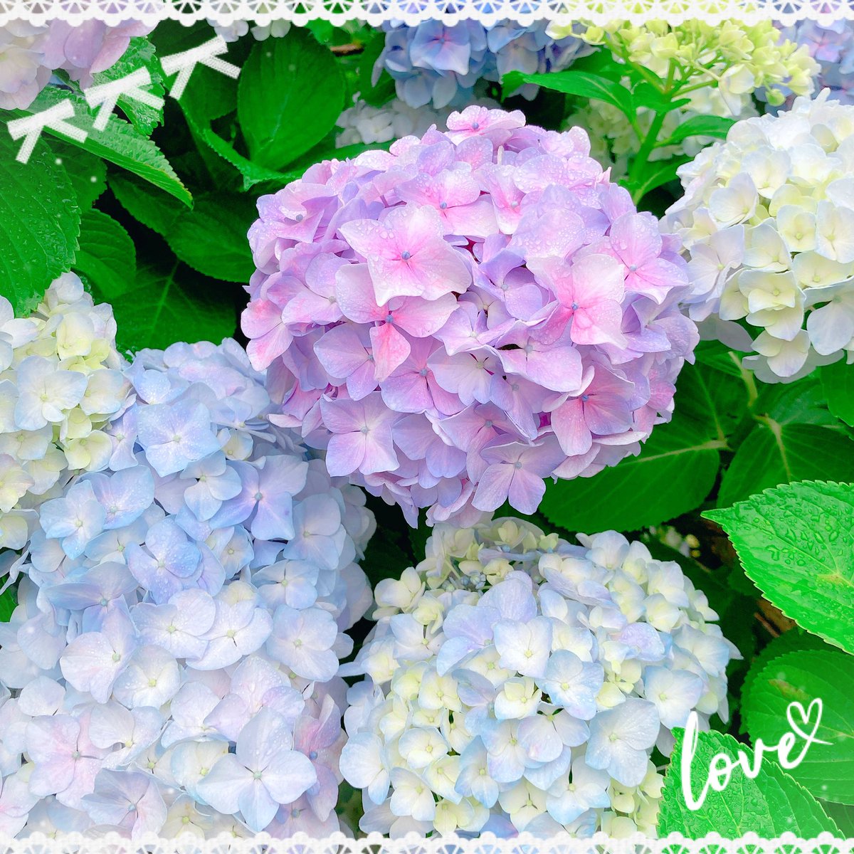 msron0u0's tweet photo. 横澤さんお誕生日おめでとうございます🐻🎂🎈✨

ずっと雨でお花撮りに行けず🥲数年前の紫陽花を添えて🙌🩵💜

#セカロマおやつタイム https://t.co/OPvd90XSMF
