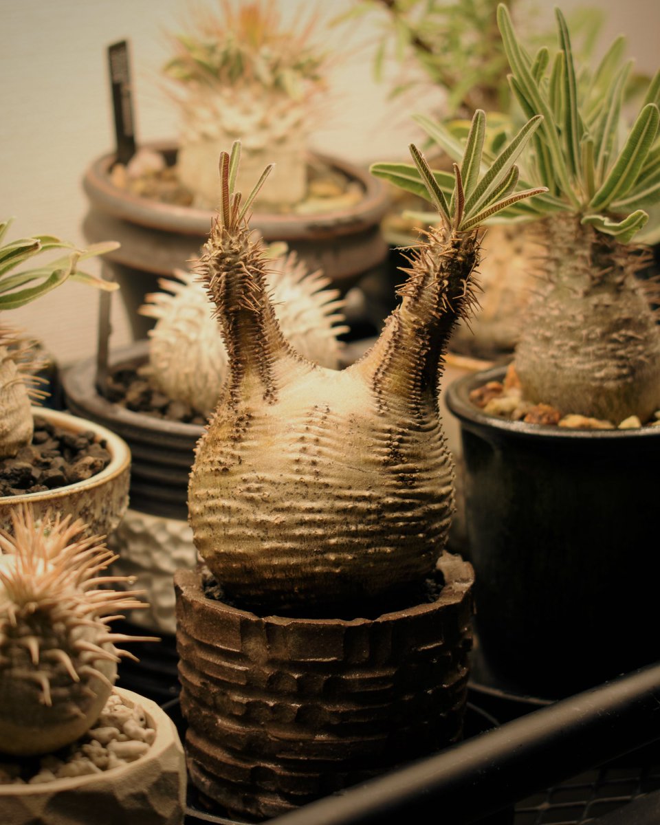 yusuke_5_2_7's tweet photo. Pachypodium rosulatum var. gracilius 
可愛い系。
#ypgw_004 https://t.co/3aDw8S3zwP