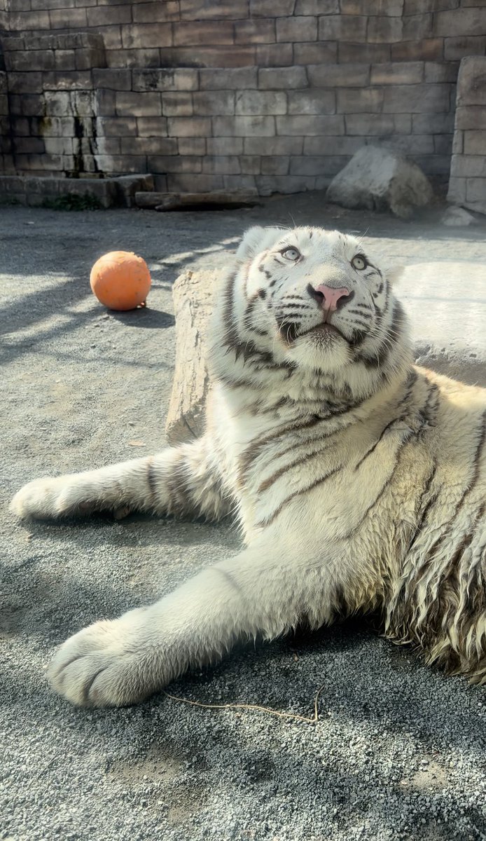 riechan666's tweet photo. コタ前足の広げ方かわいい💫

2026.03.15📷
＃コタ
＃ハク
＃��ワイトタイガー
＃東武動物公園 https://t.co/zpAxayUZPD