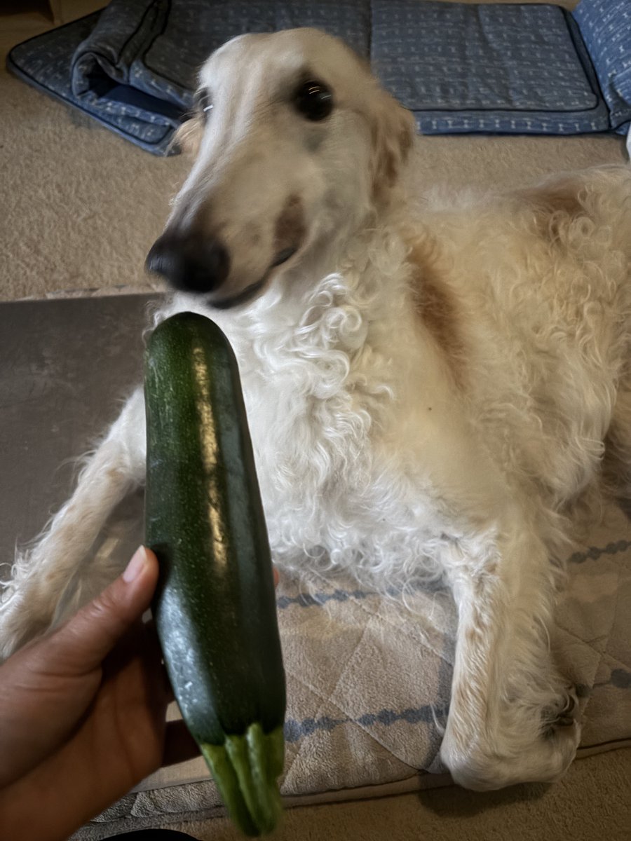 がんぼるぞい®︎ 💪🐶✨borzoi ボルゾイ tweet media