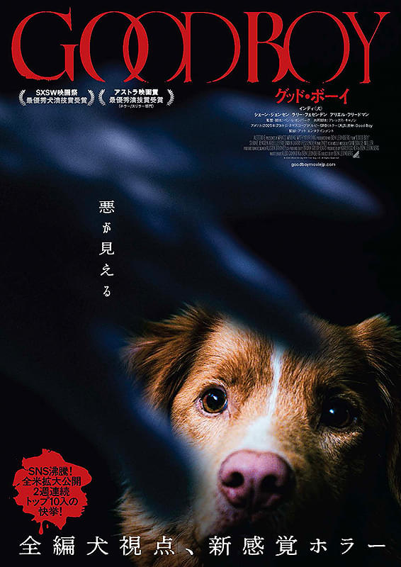 109_osakaEC's tweet photo. /／ 
全編犬視点、新感覚ホラー
GOOD BOY グッドボーイ🐕
上映決定📽️
\＼

SNS沸騰で急遽全米拡大公開され、
2週連続トップ10入りの快挙！  
主演インディの演技に絶賛の嵐！
世界中の映画祭・映画賞で13冠！！

新感覚ホラーを
#109シネマズ大阪エキスポシティ にて
お楽しみください🎶

#GOODBOYグッドボーイ