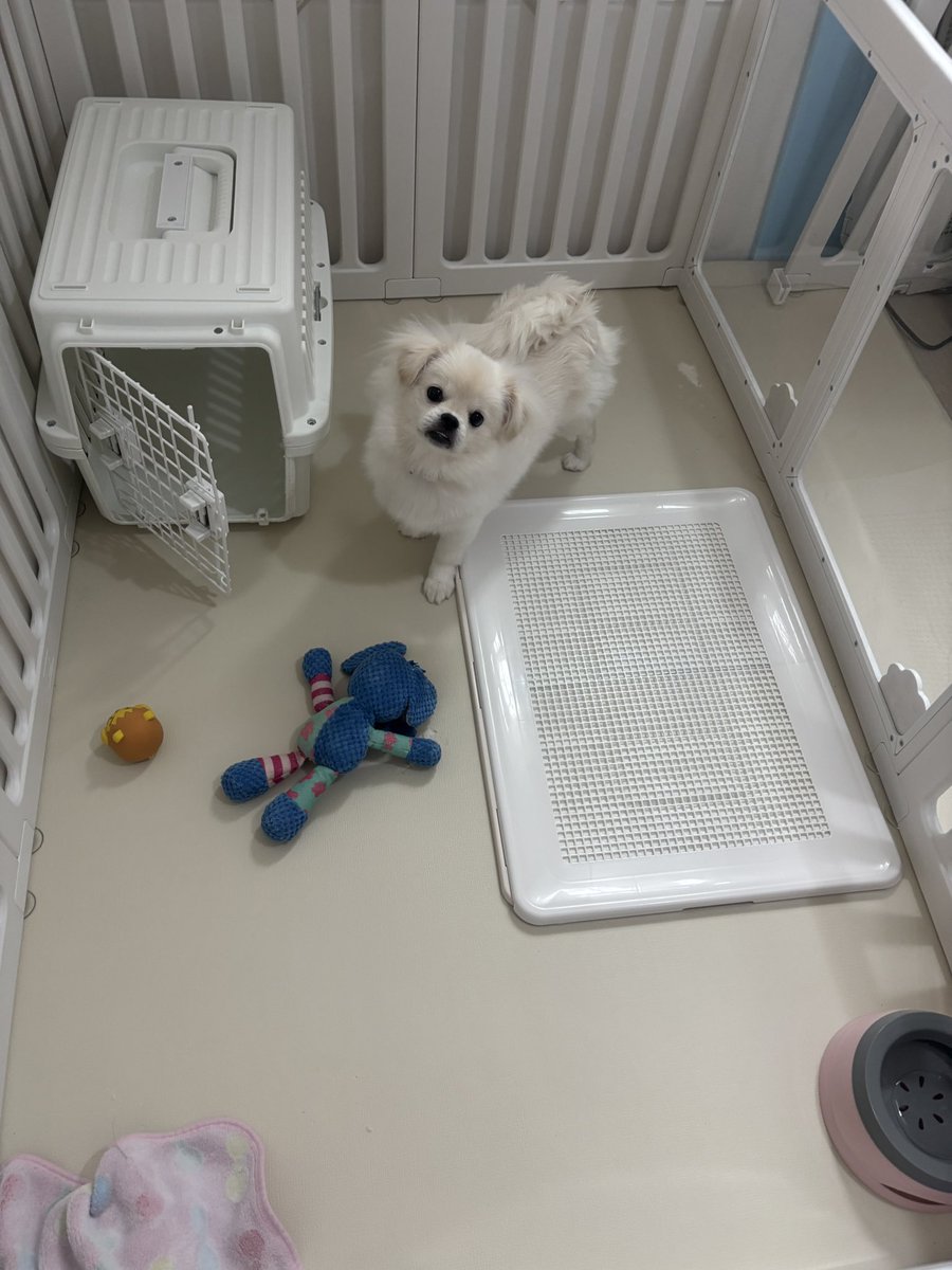 marchen_tai's tweet photo. ● ▲ ●であらわせると言われたうちのイヌ https://t.co/lgLIrXwVl1