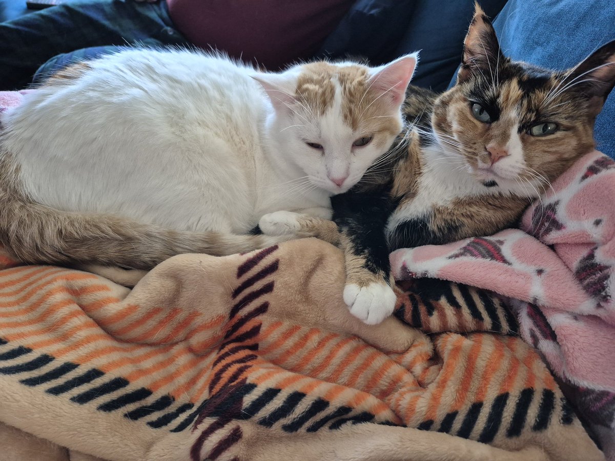 jbotskey's tweet photo. @totomaru_hanmi Ira and Rolo say hello https://t.co/ksYxZ0072U