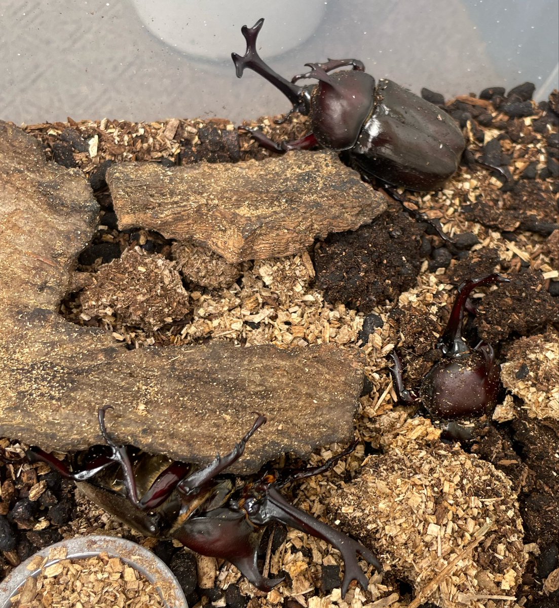 odennnnn's tweet photo. なんかカブトムシの幼虫ボックスから音がすると思ってのぞいたら、立派なオスが3匹もう出てきてたぁぁあ😱
卵から育てて立派なカブトムシになった事は嬉しいけど、虫担当の次男がいない時に出てこないでよぉぉ🥹
とりあえずそっと新しいエサだけ置いてあげました… https://t.co/gEtsuLGNpM