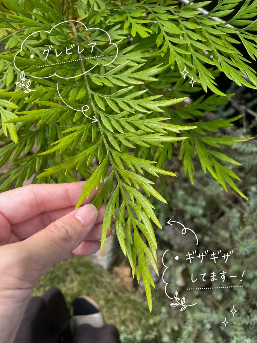 mari_deeesign's tweet photo. 【突然の葉っぱ紹介🌿🤣💕】

我が家のお庭は緑がいっぱいです🌳✨️

自然界でも、
カタチ、色、太さ など様々で😳
それぞれ「可愛い」や「カッコイイ」など
与える印象がちがうなーと思って、朝
パシャリと写真を撮ってみました📸☺️

💭丸み帯びてると可愛い💕？
💭ギザギザしてるとカッコイイ✨️？
💭小さい葉っぱってなんか儚い🫧？

お外にも色んなデザインがいっぱいで
ふと癒された朝でした🌳😊
（虫はすごいけどね🔎🐛）