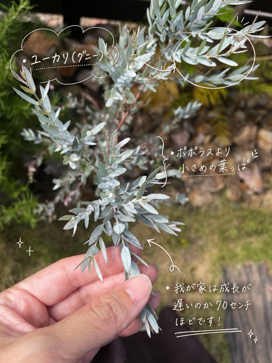 mari_deeesign's tweet photo. 【突然の葉っぱ紹介🌿🤣💕】

我が家のお庭は緑がいっぱいです🌳✨️

自然界でも、
カタチ、色、太さ など様々で😳
それぞれ「可愛い」や「カッコイイ」など
与える印象がちがうなーと思って、朝
パシャリと写真を撮ってみました📸☺️

💭丸み帯びてると可愛い💕？
💭ギザギザしてるとカッコイイ✨️？
💭小さい葉っぱってなんか儚い🫧？

お外にも色んなデザインがいっぱいで
ふと癒された朝でした🌳😊
（虫はすごいけどね🔎🐛）