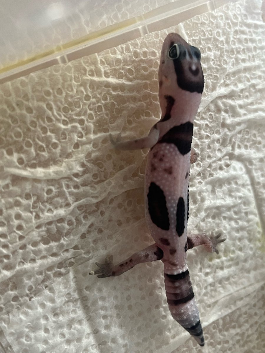 StarsGecko's tweet photo. 無事に生まれてきております。
今年はホワイトアウトオレオ多め、
もう少し大きくなったら全員紹介したいですね！🦎
#ニシアフ
#ニシアフベビー
#ホワイトアウトオレオ https://t.co/15i0D397J8