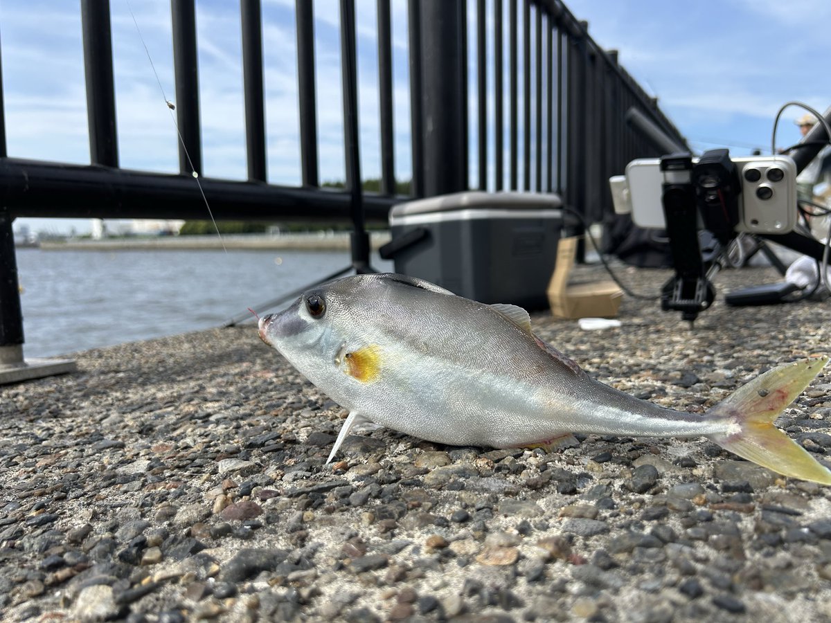 station_tm's tweet photo. 昨日若洲で釣れたギマ🎣立っててかわいい〜

今日は日中配信はお休みします！
夜はトレーニング配信するね！

明日はミカちんちゃんと遊ぶよ〜！ https://t.co/xwJPa9pezn