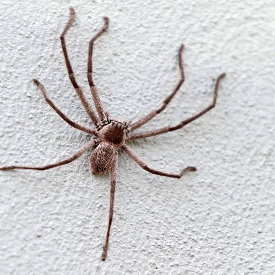 objectobje's tweet photo. @methdeatal_ spider 😭😭🕷️🕸️ https://t.co/6N36nz2aSp