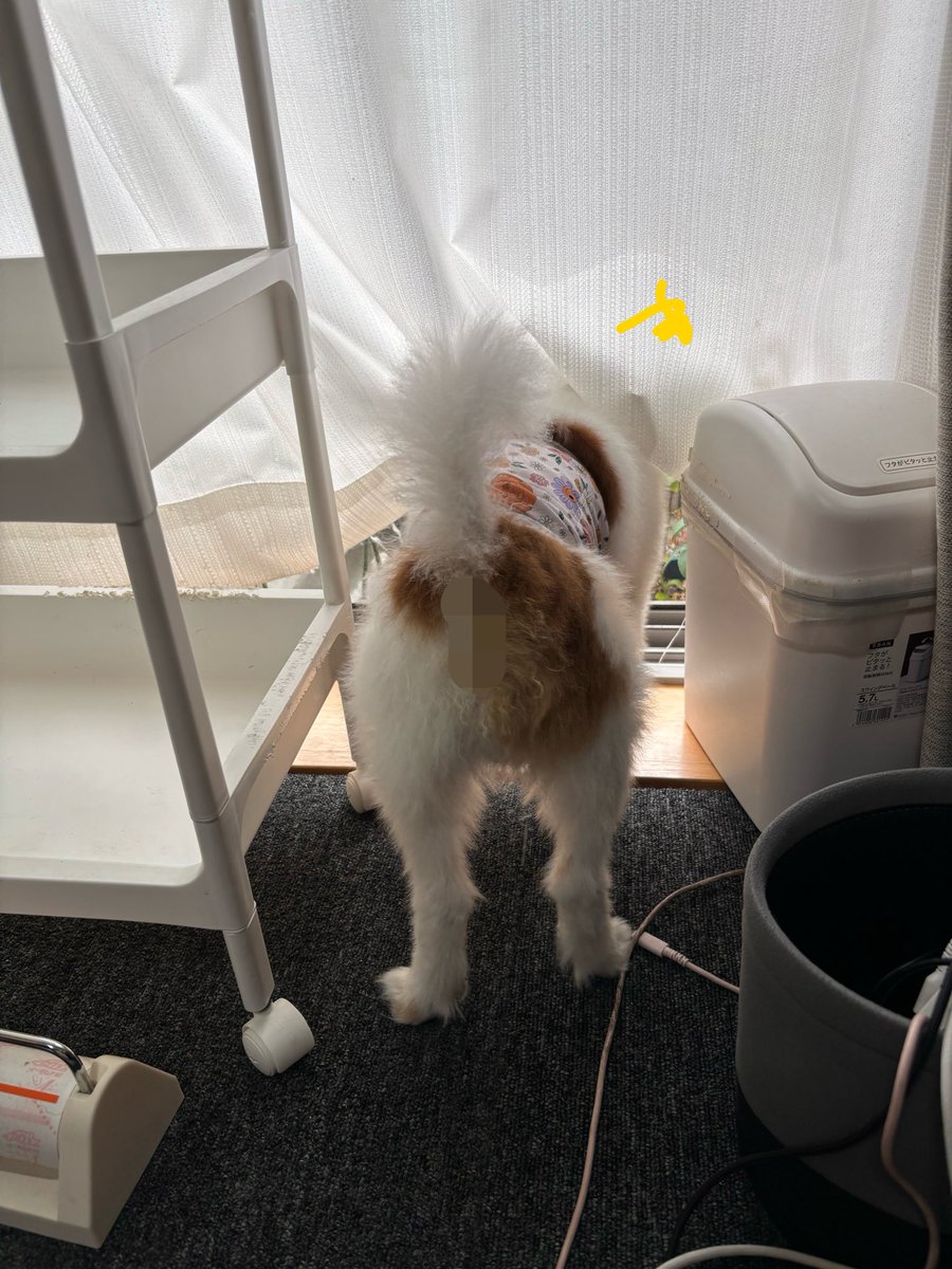 YOMOGIDON's tweet photo. くつろいでいる飼い主を睨みつつ（進路上に飼い主の足があって、よもぎが少し挟まってた）
『JRTくん来ないかな…』

雨だから、JRTくん来ないよ！ https://t.co/6n3hdhXtUt