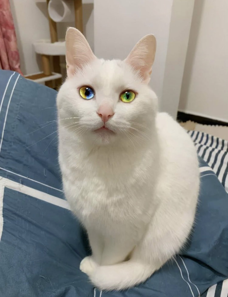 misaki02111_'s tweet photo. 友達ん家にいた激レアすぎる猫見て https://t.co/HEJweZGdhs