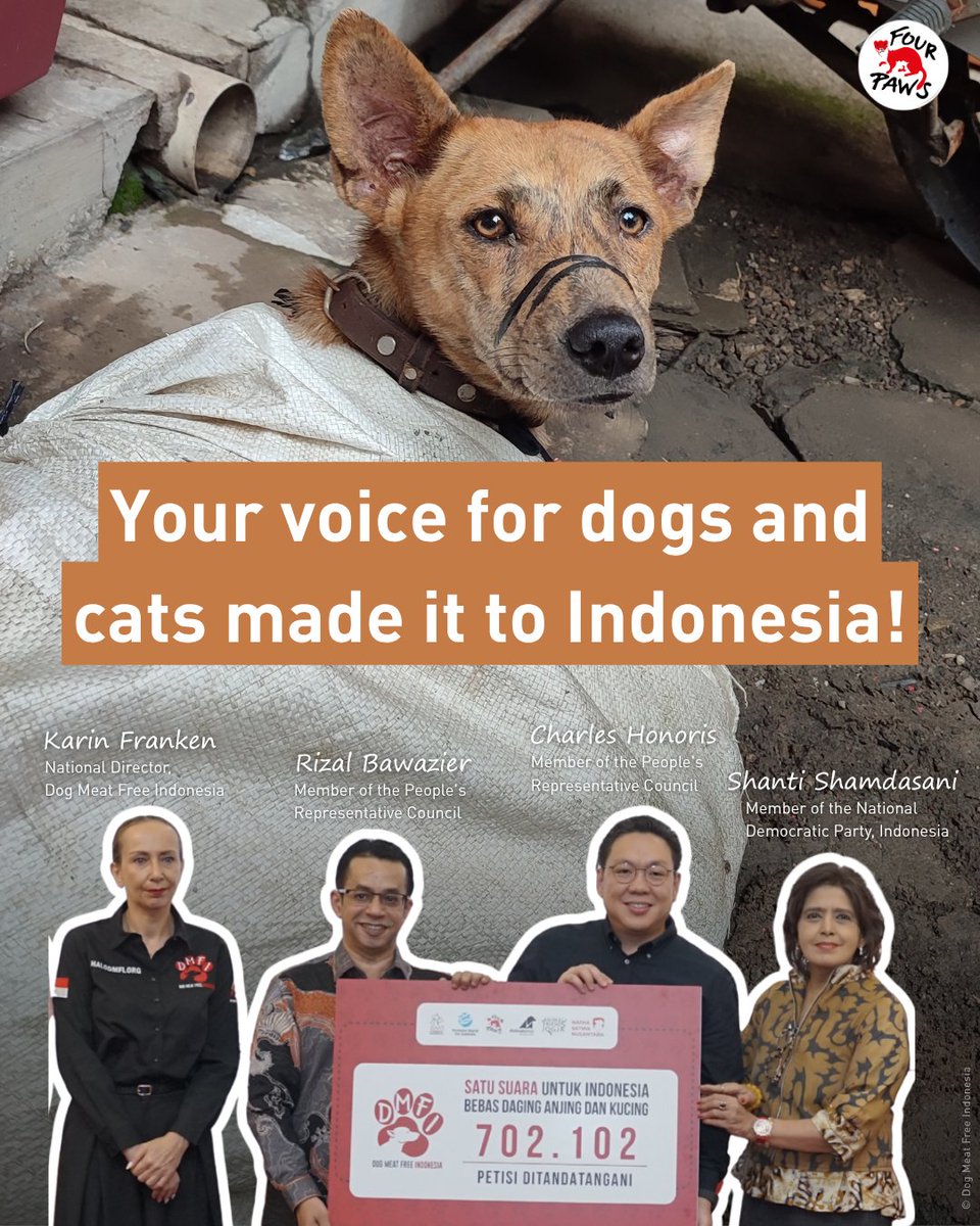 fourpawsAU's tweet photo. Dogs and cats in Indonesia deserve safety and change is coming.

At the Dog Meat Free Indonesia awards recently, leaders &amp; advocates united to end the dog and cat meat trade.
🖊️ 700k voices
📋 Animal Protection Bill in the national agenda

A safer future is within reach. https://t.co/lGpVNsWQFs