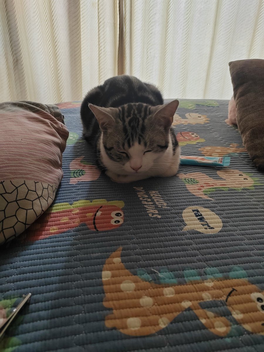 yBZSbz7S5gGmPja's tweet photo. My senior cat’s daily nap buddy is this tiny stuffed bear—they snuggle for hours, turning quiet afternoons into warm, purr-filled moments. #PetLove #SeniorPets https://t.co/cRSpv4JkUT
